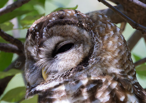 Mexican Spotted Owl Strix occidentalis lucida 