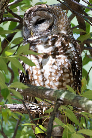 Mexican Spotted Owl Strix occidentalis lucida 