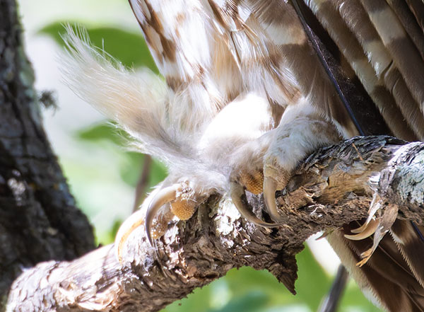 Mexican Spotted Owl Strix occidentalis lucida 
