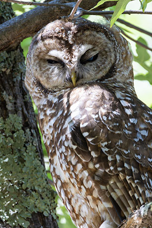 Mexican Spotted Owl Strix occidentalis lucida 