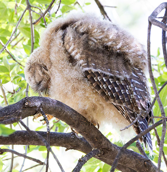 Mexican Spotted Owl Strix occidentalis lucida 