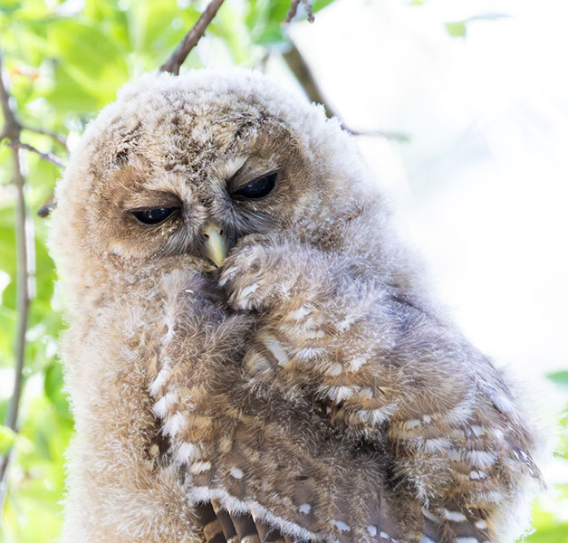 Mexican Spotted Owl Strix occidentalis lucida 