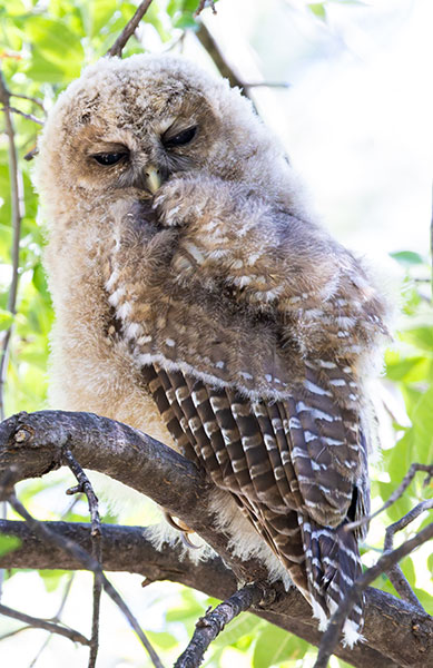 Mexican Spotted Owl Strix occidentalis lucida 