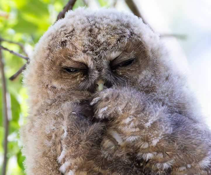 Mexican Spotted Owl Strix occidentalis lucida 
