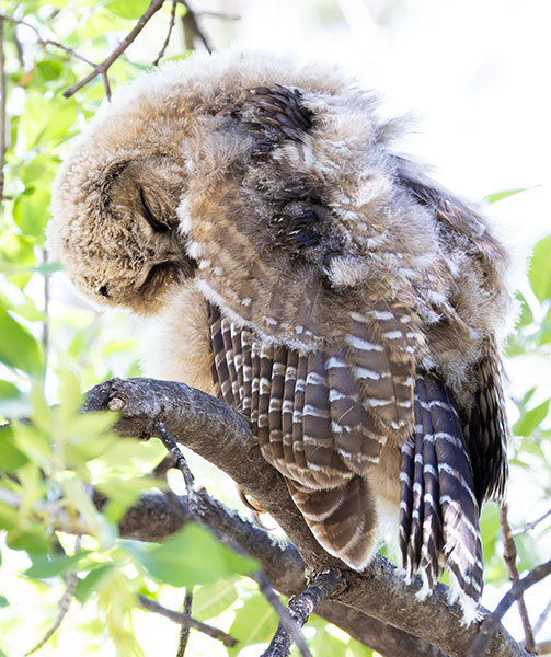 Mexican Spotted Owl Strix occidentalis lucida 