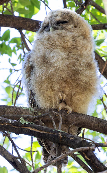 Mexican Spotted Owl Strix occidentalis lucida 
