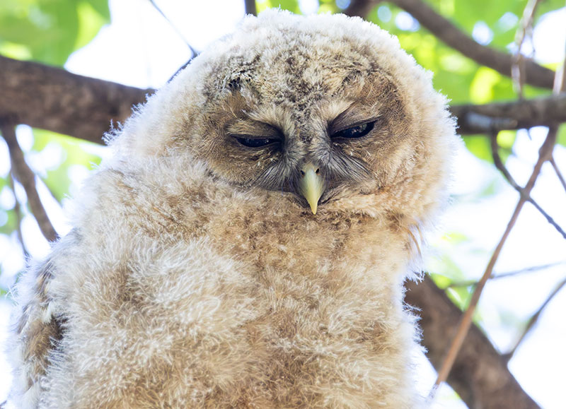 Mexican Spotted Owl Strix occidentalis lucida 