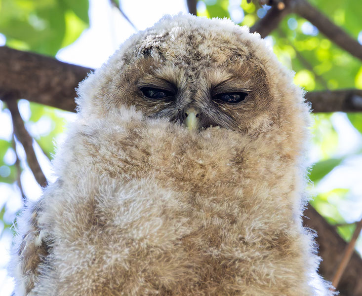 Mexican Spotted Owl Strix occidentalis lucida 