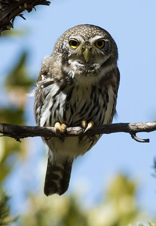 Northern Pygmy-Owl Glaucidium gnoma 