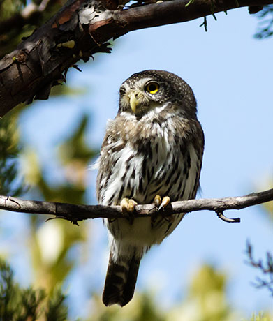 Northern Pygmy-Owl Glaucidium gnoma 