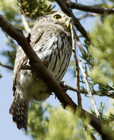Northern Pygmy-Owl Glaucidium gnoma 