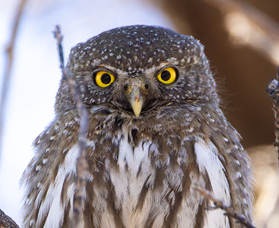 Northern Pygmy-Owl Glaucidium gnoma 
