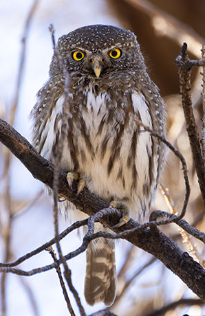 Northern Pygmy-Owl Glaucidium gnoma 
