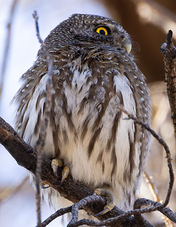 Northern Pygmy-Owl Glaucidium gnoma 