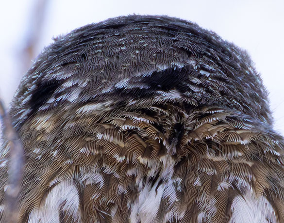 Northern Pygmy-Owl Glaucidium gnoma 