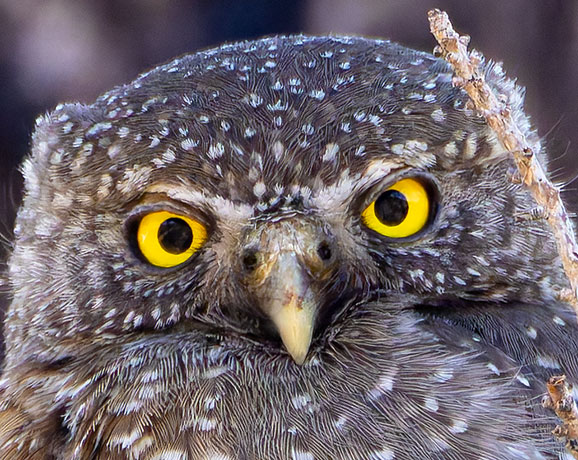Northern Pygmy-Owl Glaucidium gnoma 