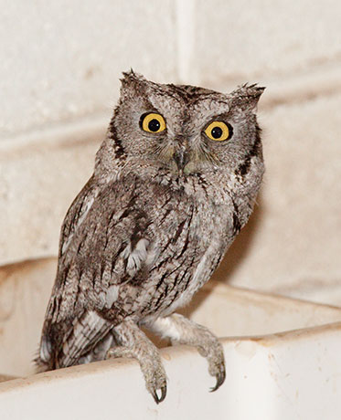 Western Screech-Owl Otus kennicottii 
