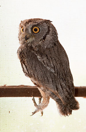Western Screech-Owl Otus kennicottii 