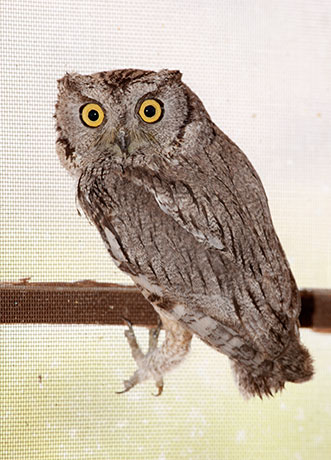Western Screech-Owl Otus kennicottii 