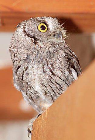 Western Screech-Owl Otus kennicottii 