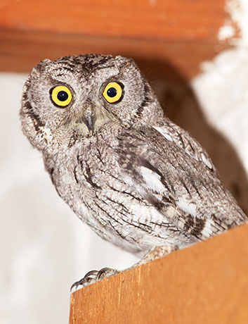 Western Screech-Owl Otus kennicottii 