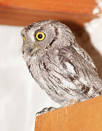 Western Screech-Owl Otus kennicottii 