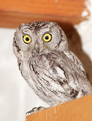 Western Screech-Owl Otus kennicottii 