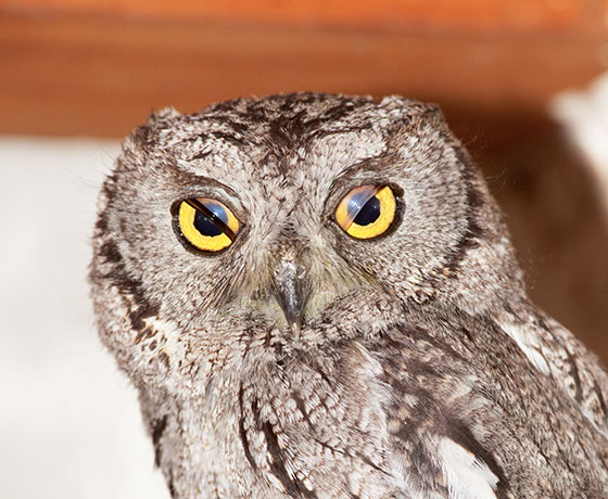 Western Screech-Owl Otus kennicottii 