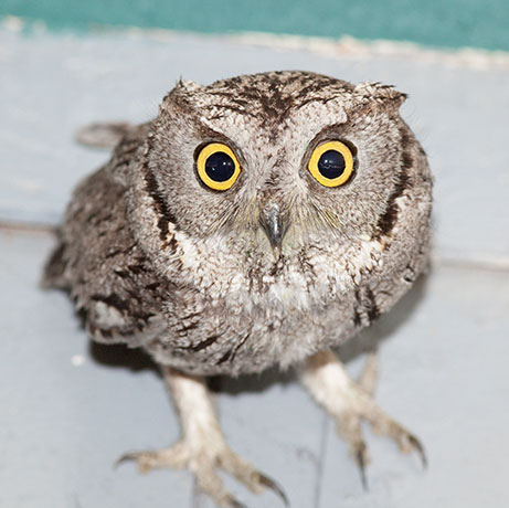 Western Screech-Owl Otus kennicottii 