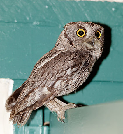 Western Screech-Owl Otus kennicottii 