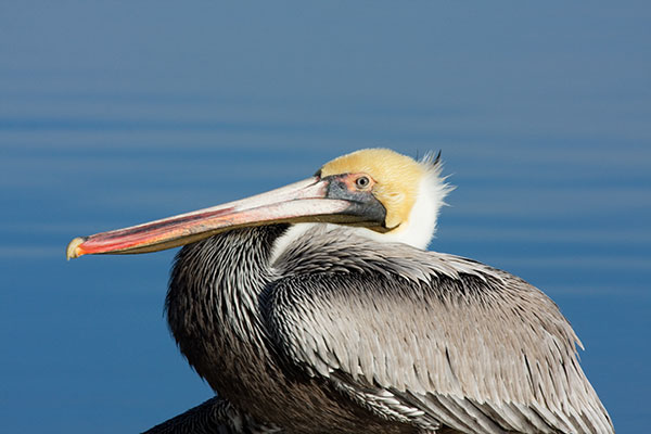 Brown Pelican Pelecanus occidentalis