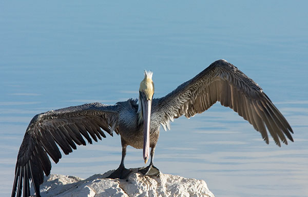 Brown Pelican Pelecanus occidentalis