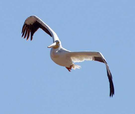 American White Pelican Pelecanus erythrorhynchos