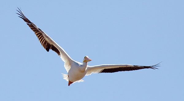 American White Pelican Pelecanus erythrorhynchos