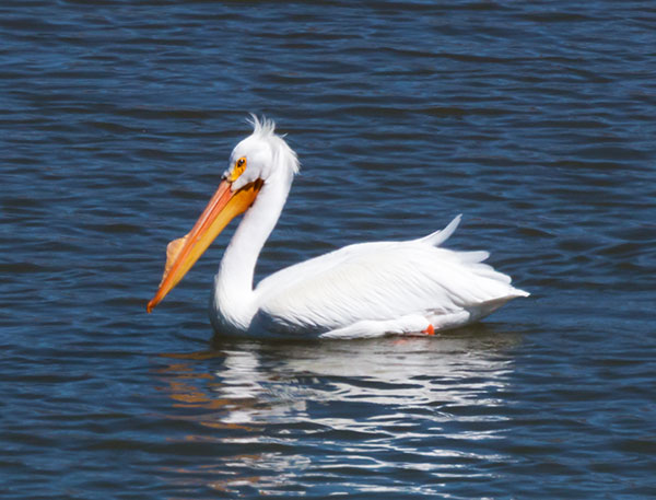 American White Pelican Pelecanus erythrorhynchos