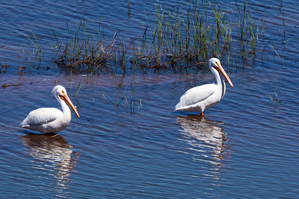 American White Pelican Pelecanus erythrorhynchos