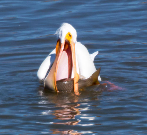 American White Pelican Pelecanus erythrorhynchos