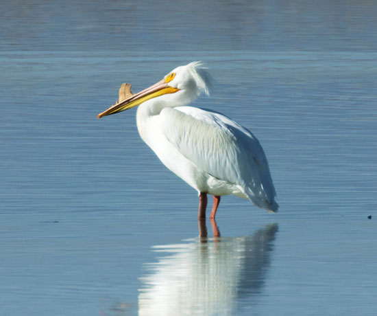 American White Pelican Pelecanus erythrorhynchos