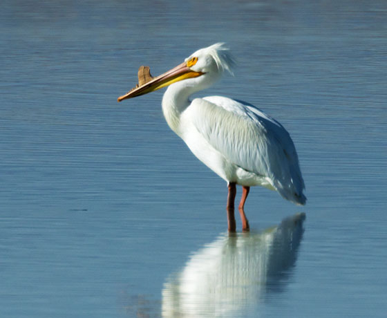 American White Pelican Pelecanus erythrorhynchos