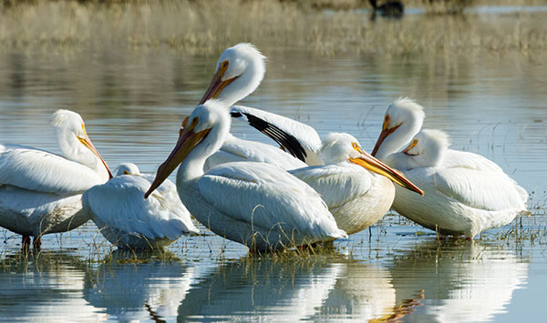 American White Pelican Pelecanus erythrorhynchos