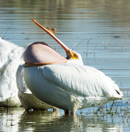 American White Pelican Pelecanus erythrorhynchos