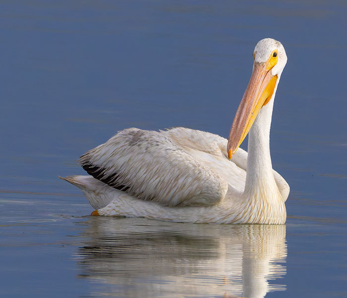 American White Pelican Pelecanus erythrorhynchos