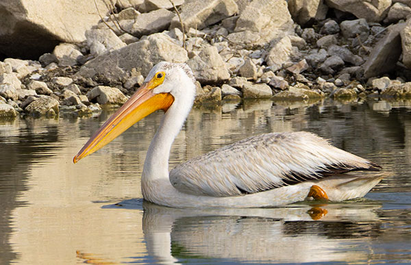 American White Pelican Pelecanus erythrorhynchos