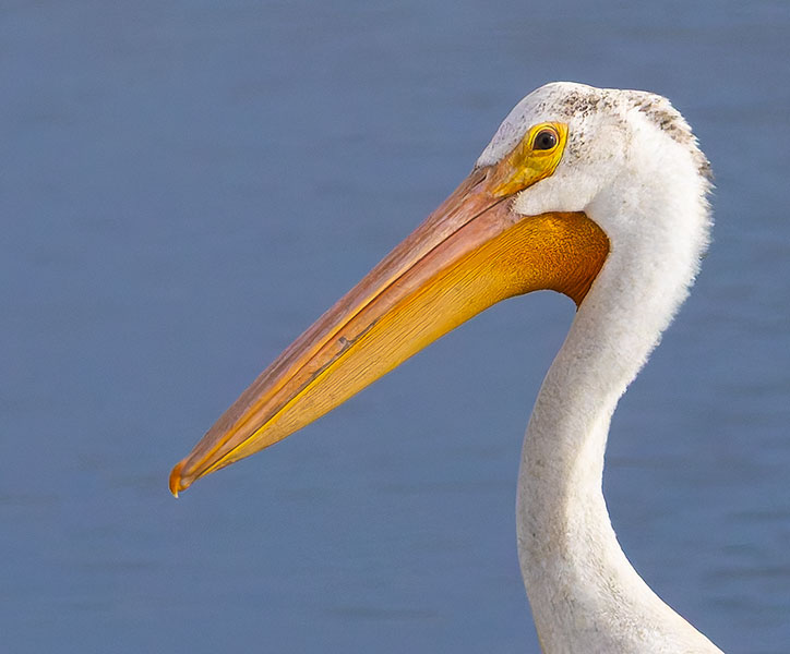 American White Pelican Pelecanus erythrorhynchos