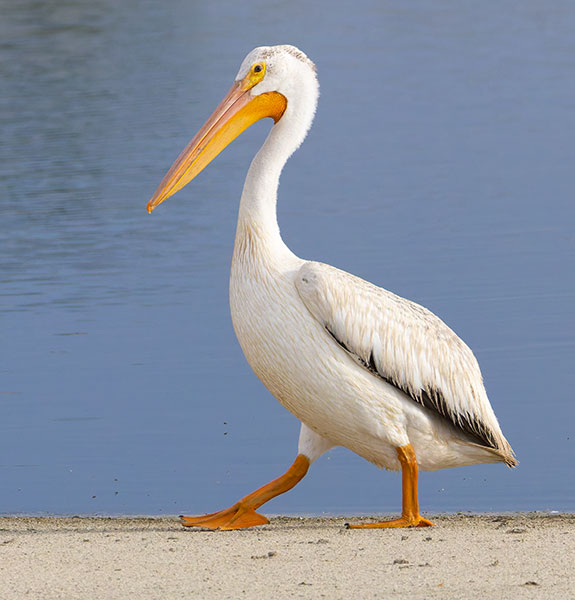 American White Pelican Pelecanus erythrorhynchos