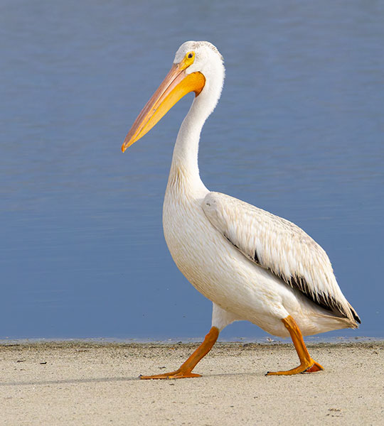 American White Pelican Pelecanus erythrorhynchos