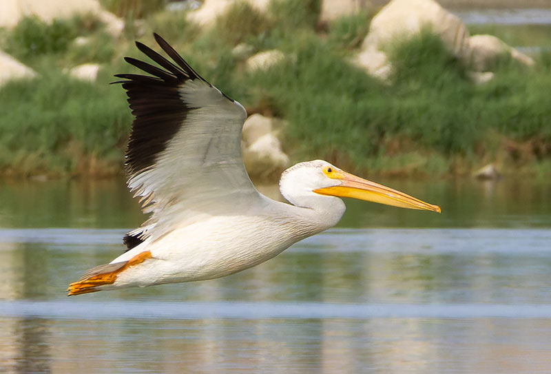 American White Pelican Pelecanus erythrorhynchos