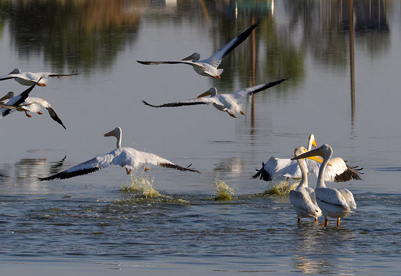 American White Pelican Pelecanus erythrorhynchos