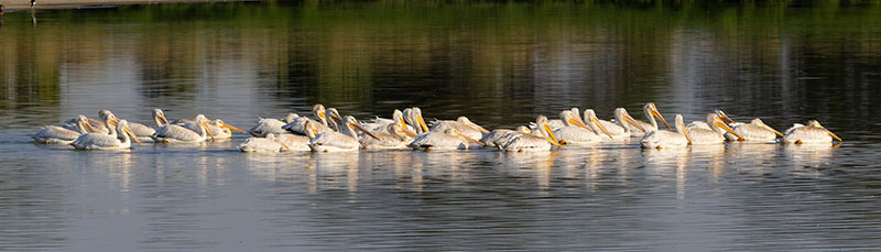 American White Pelican Pelecanus erythrorhynchos