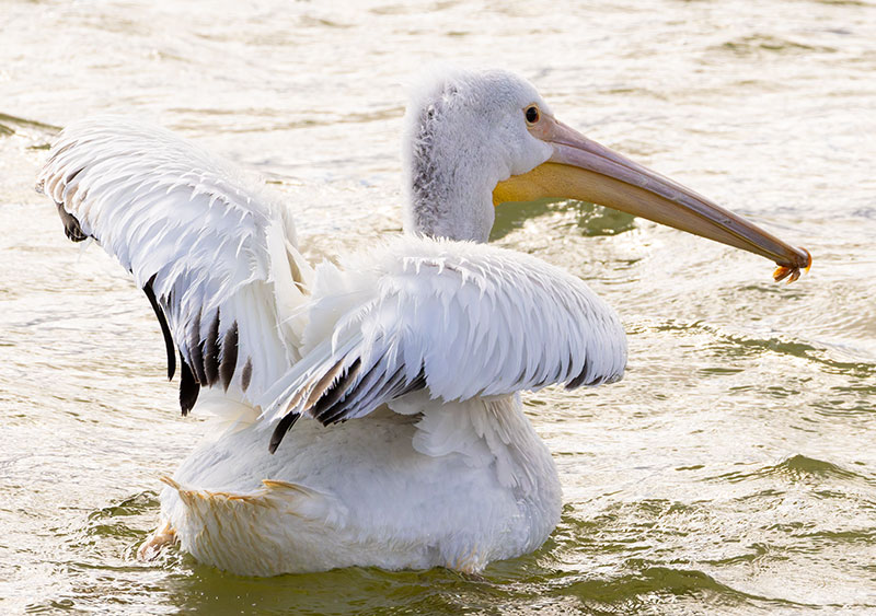 American White Pelican Pelecanus erythrorhynchos